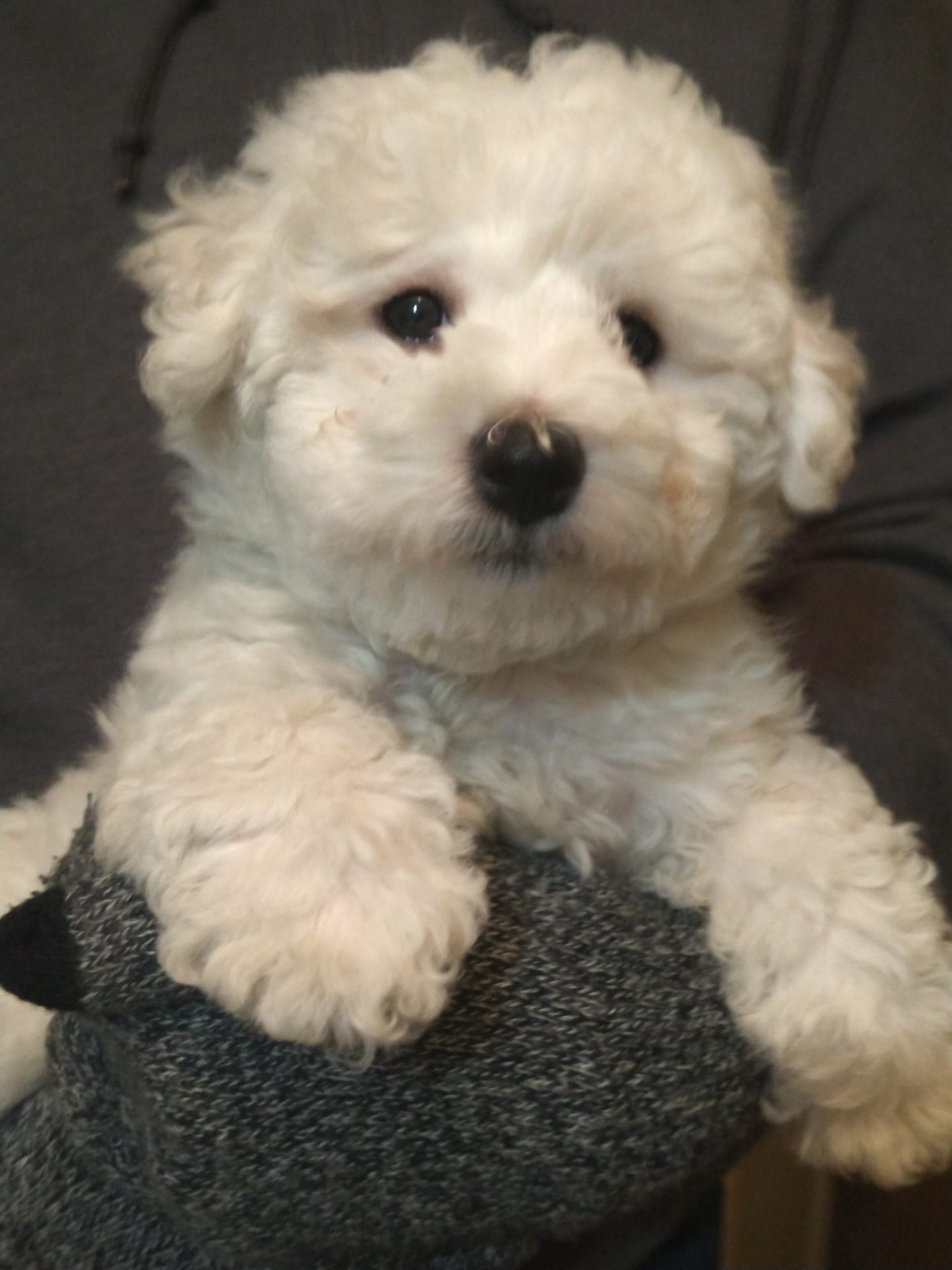 Bijou Bichon