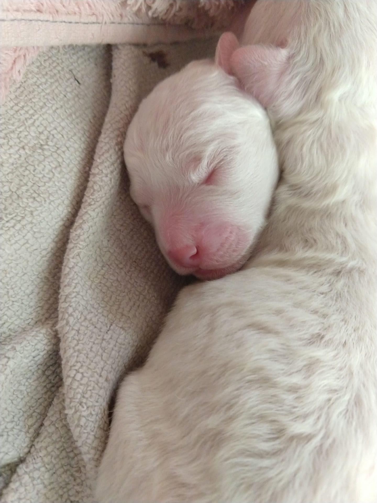 Bichon newborn hot sale puppies