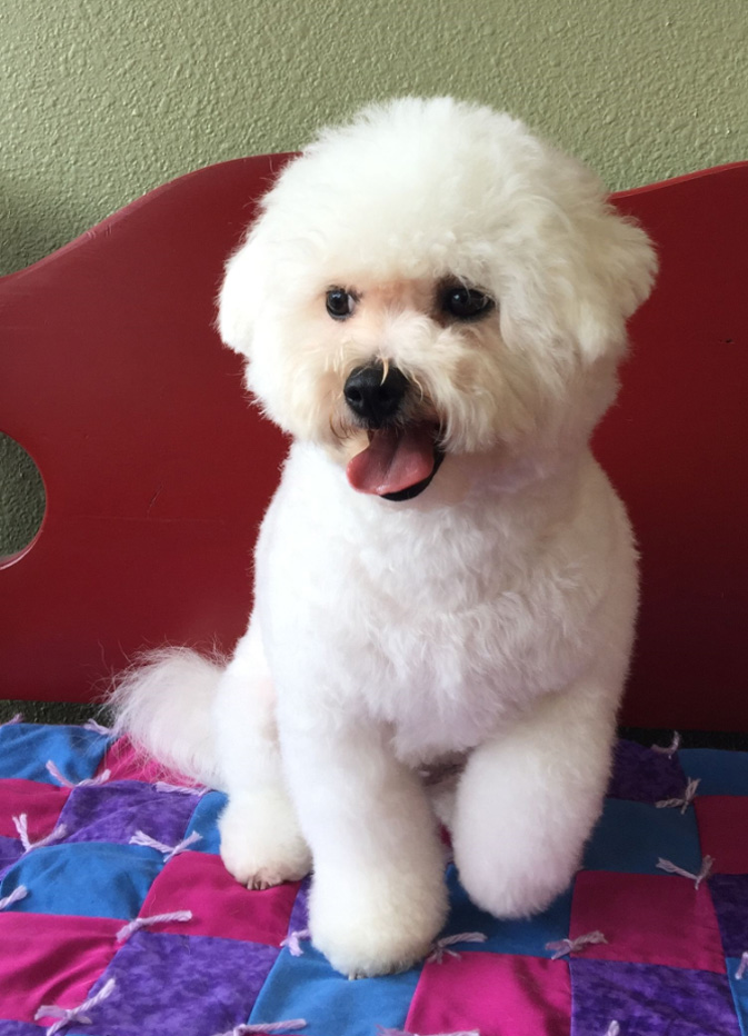 Bijou Bichon