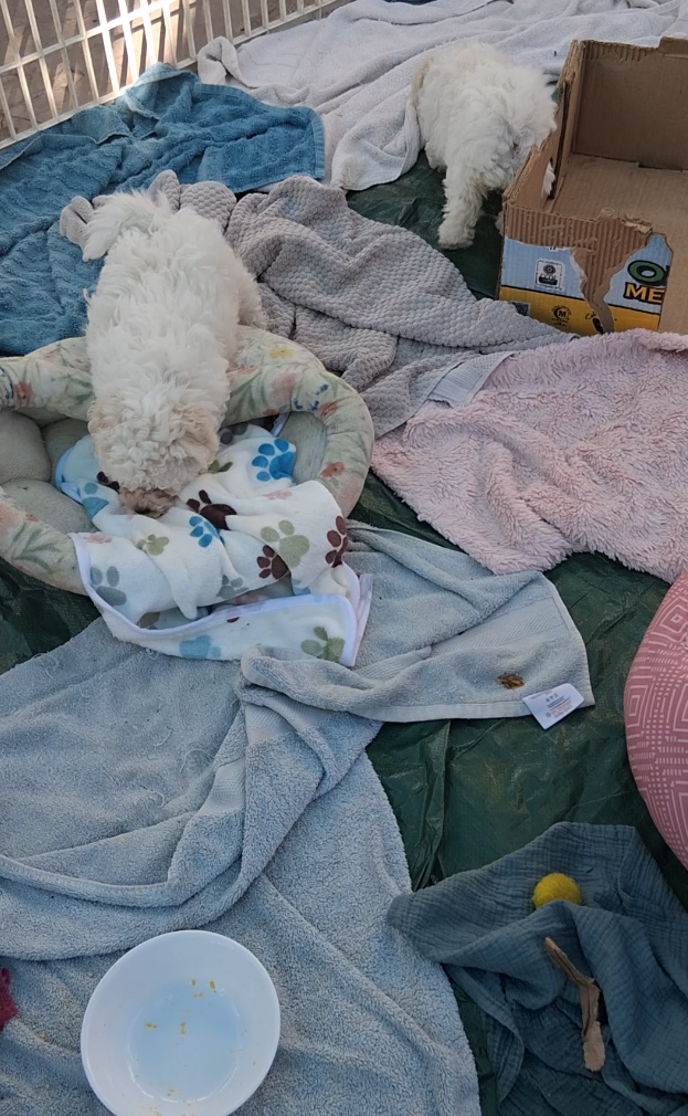 Two Bichon Frise Pups